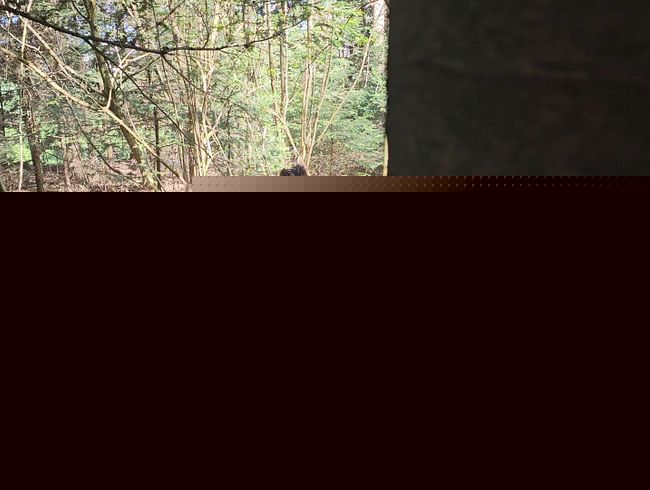 Voyeur in the woods! Caught peeing and caught on video!