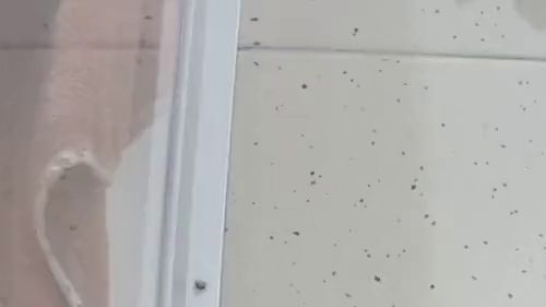 Thumbnail of Golden shower and pussy fingering