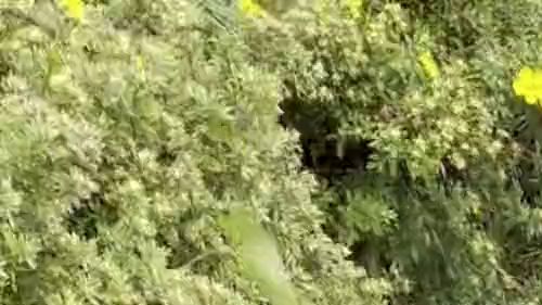 Thumbnail of Pissed in public parking lot